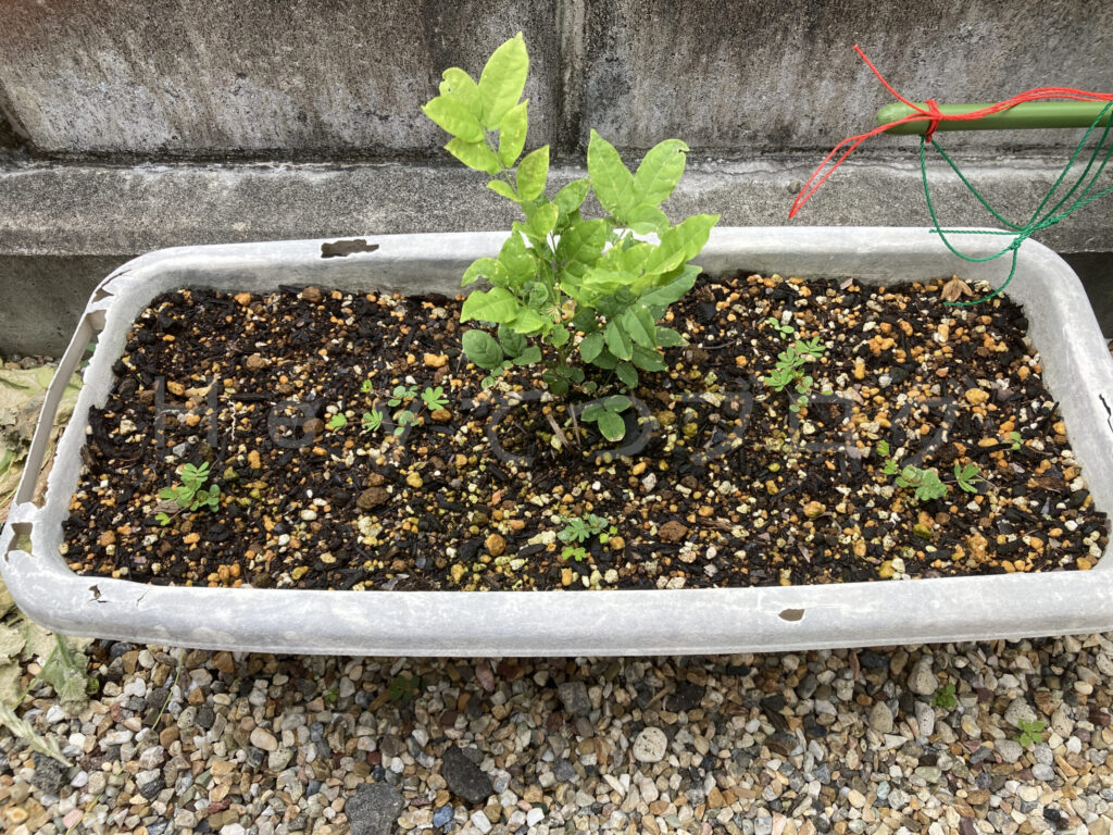 柿？の種６月第３週週末