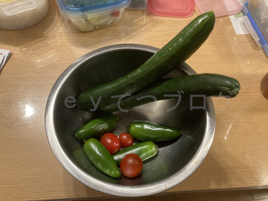 6月第4週 今週の収穫