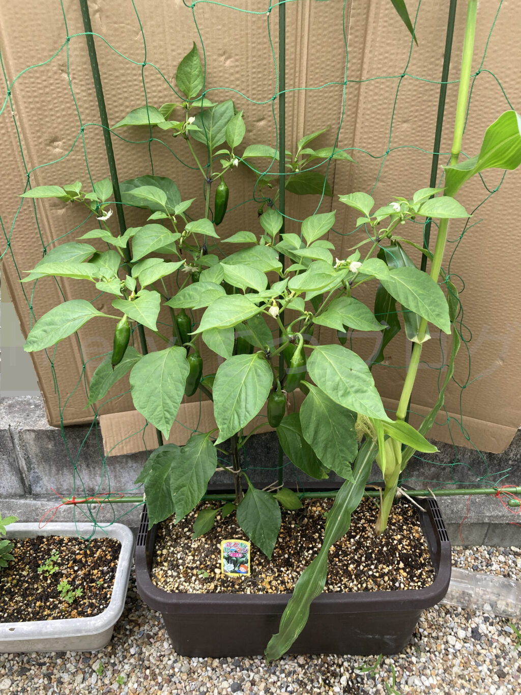 こどもピーマン、コーン6月第4週週始