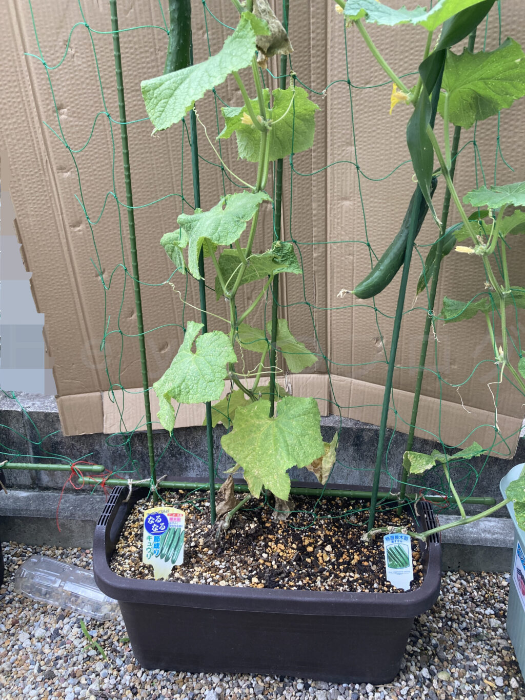きゅうり6月第4週週始