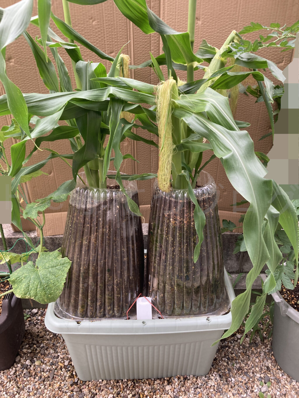 コーン6月第4週週始