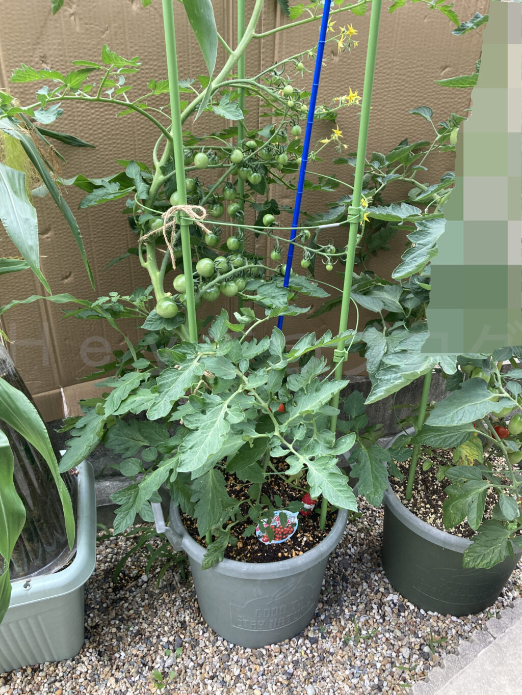 天使のトマト6月第4週週始