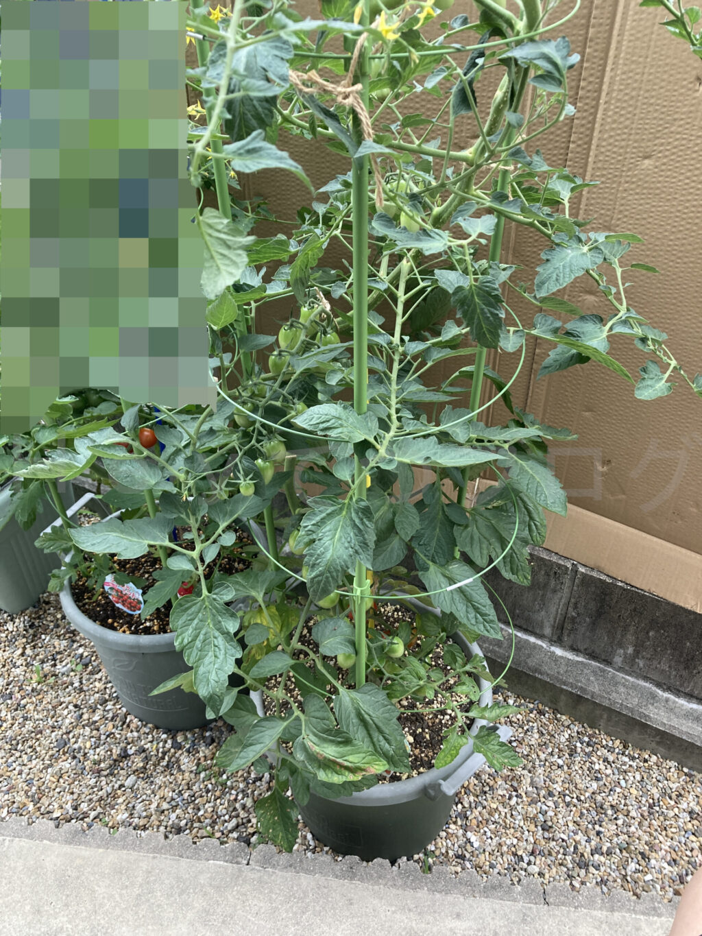 ミニトマトアイコ6月第4週週始