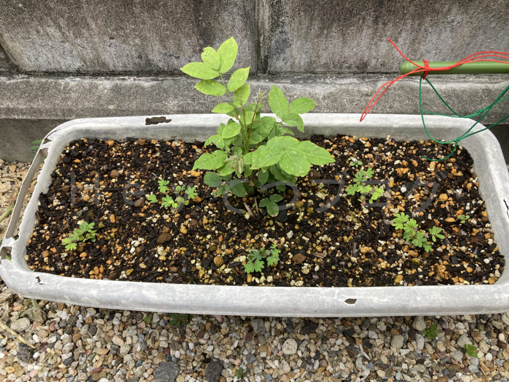 柿?の種6月第4週週始