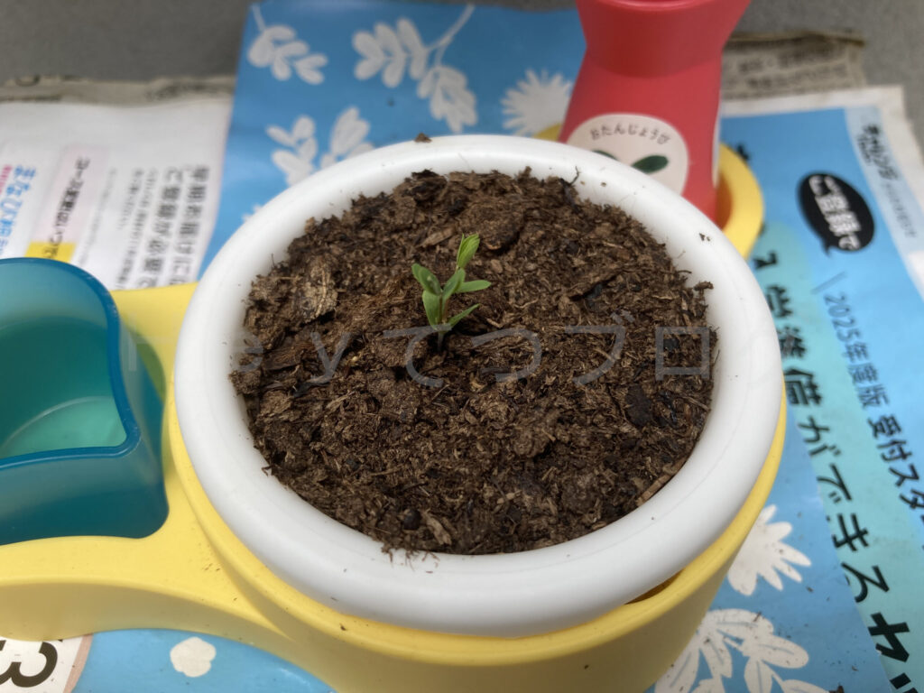 教材ミニプランター6月4週週始