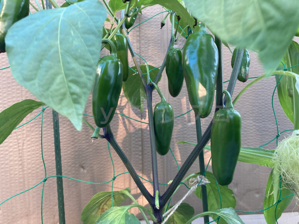 こどもピーマンが順調に実をつけています。