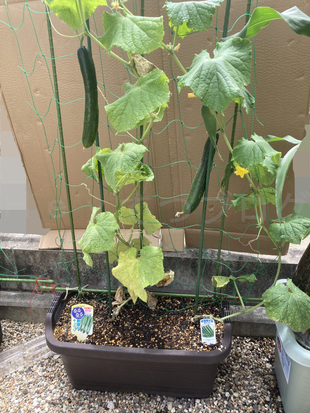 なるなるきゅうりも、夏すずみのきゅうりも収穫サイズに育ちました。