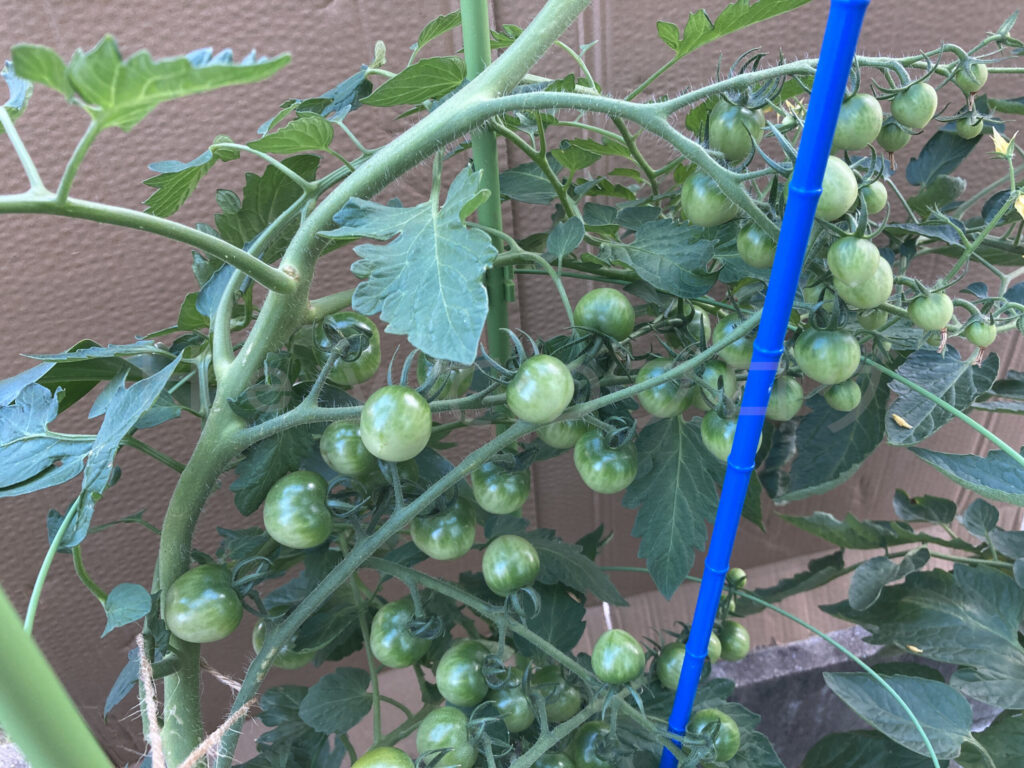 天使のトマトは先週に続きまだ赤くなるのは先のようです。