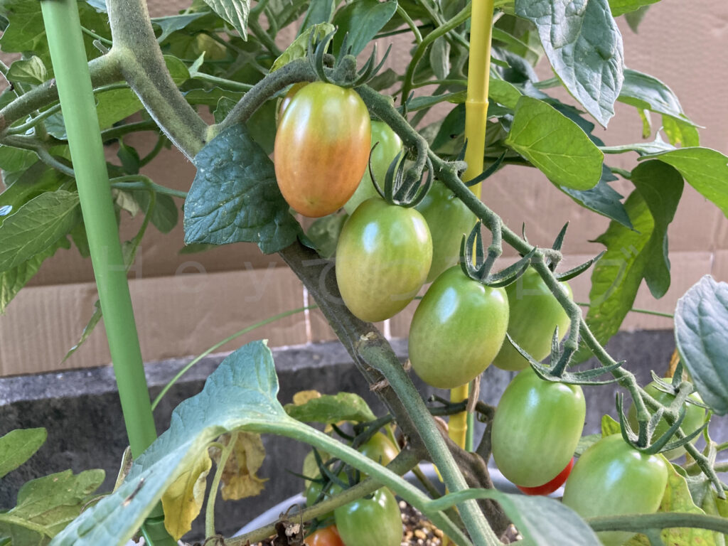 アイコには沢山実がなっていますが、色付きはまだ来週のようです。