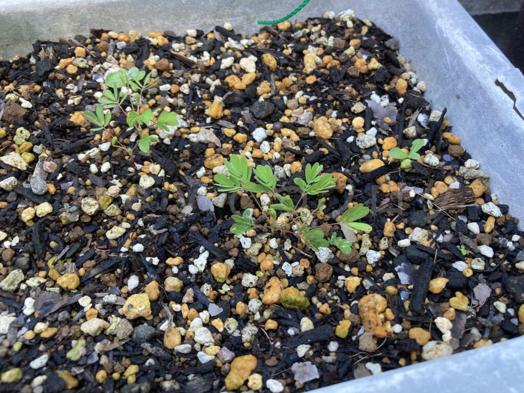 おじぎ草が順調に成長しています。