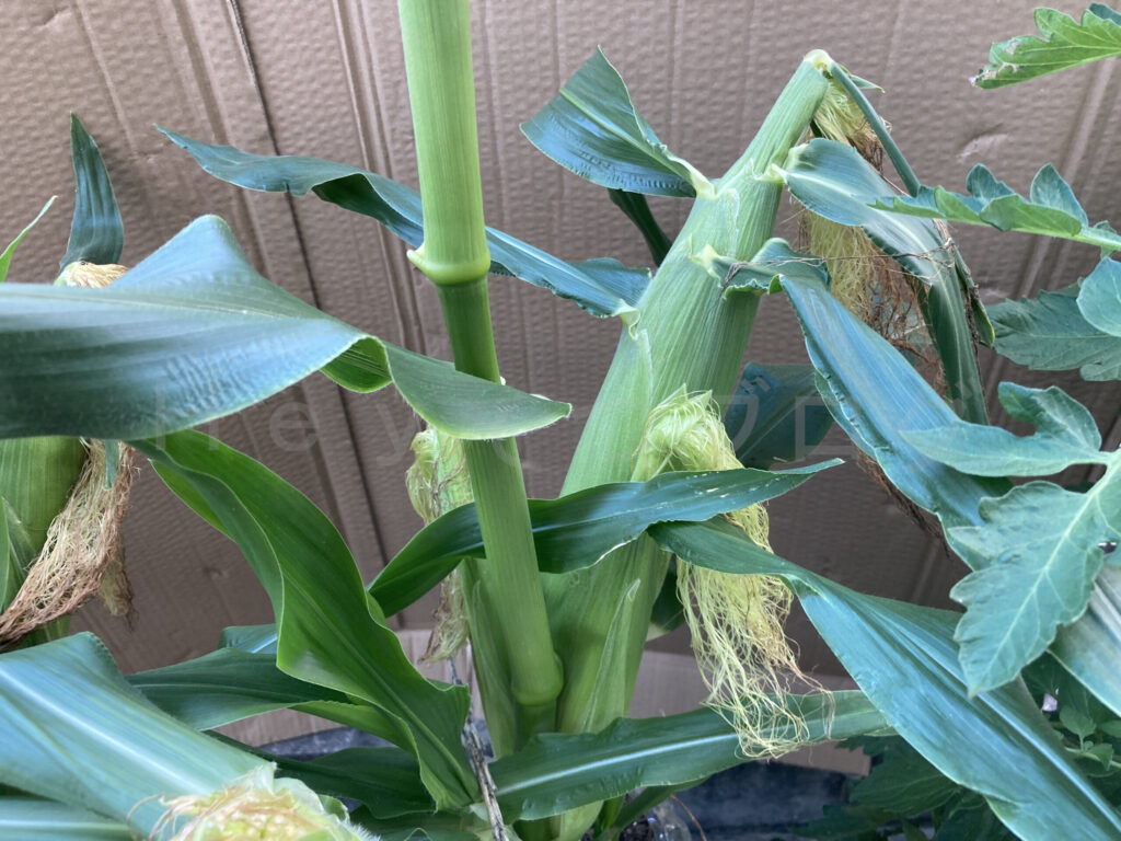 スイートコーンの受粉は出来たようですが、1株に3本は気になります。