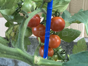 【家庭菜園】お手軽野菜で家庭菜園2024 6月4週結果