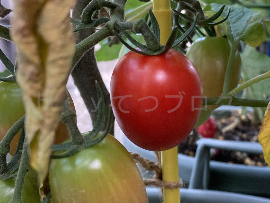 アイコのトマトが真っ赤に熟れています。収穫時です。