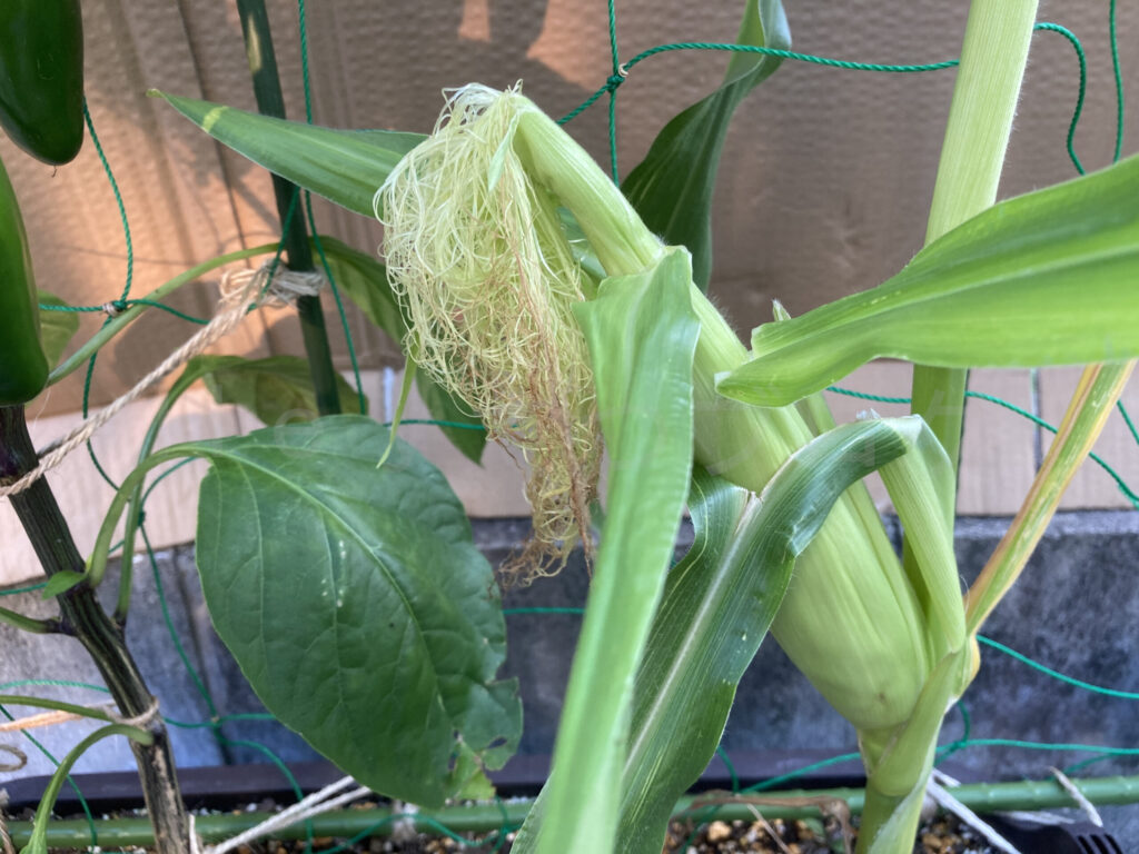 底の浅いプランター側のコーンも受粉できたようです。