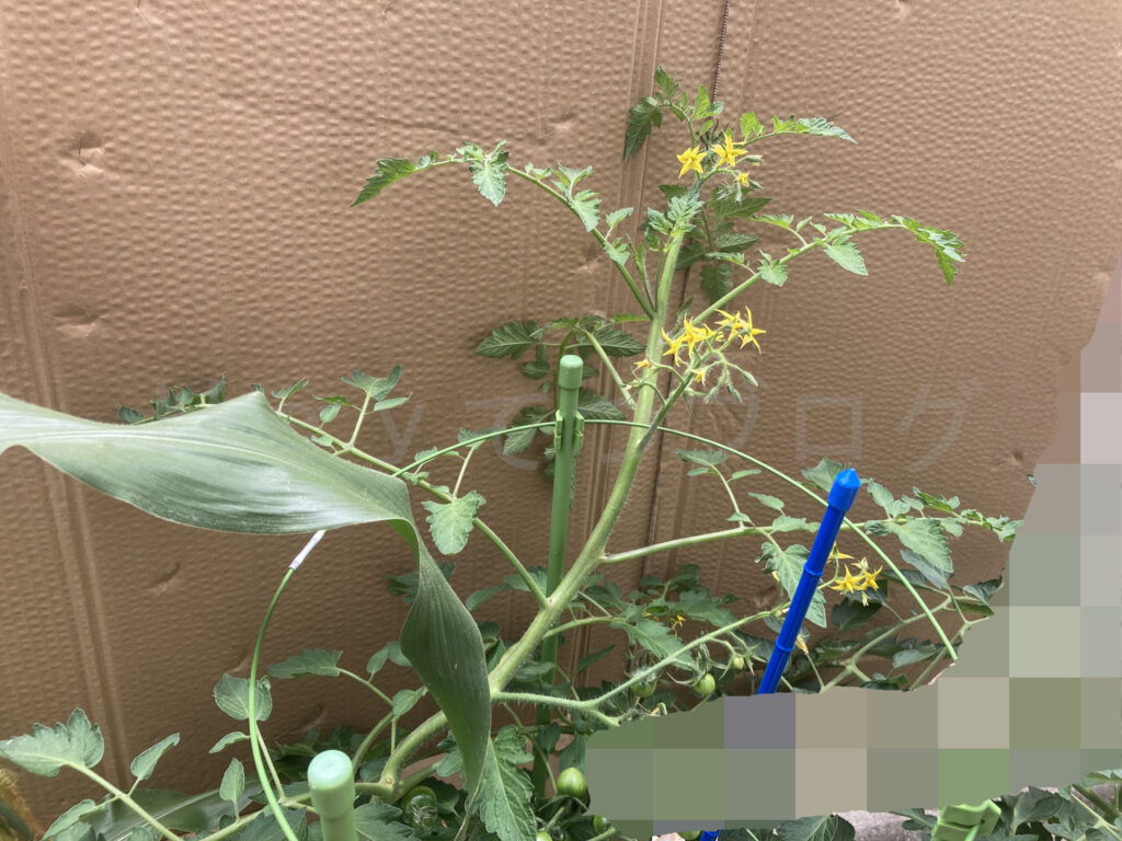 天使のトマトの成長が良く、ついに最上段のリングを突破しました。
