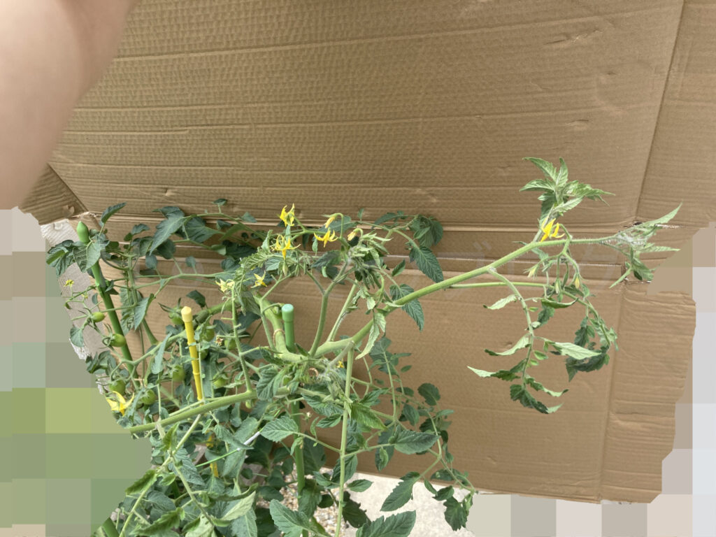 アイコの成長が凄いです。完全に支柱のリングからはみ出してしまってます。