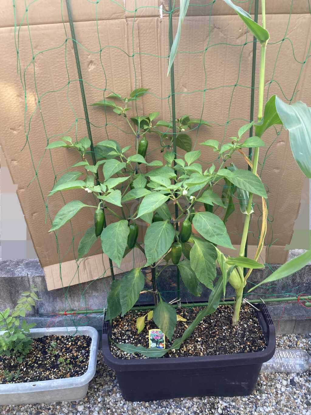 こどもピーマン、コーン6月第4週週末