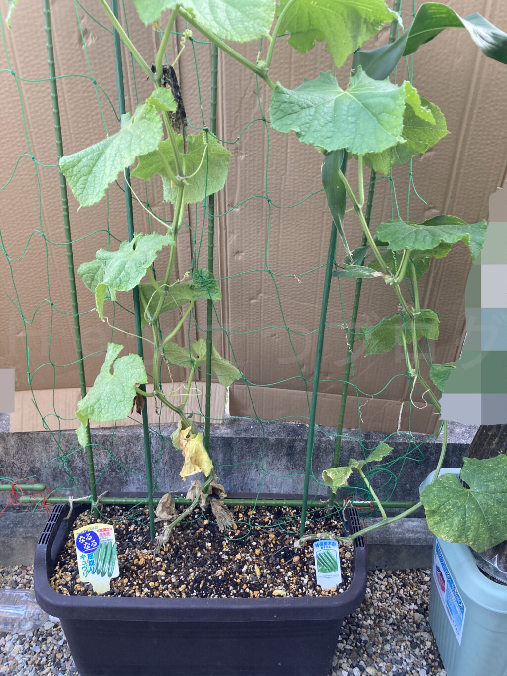 きゅうり6月第4週週末