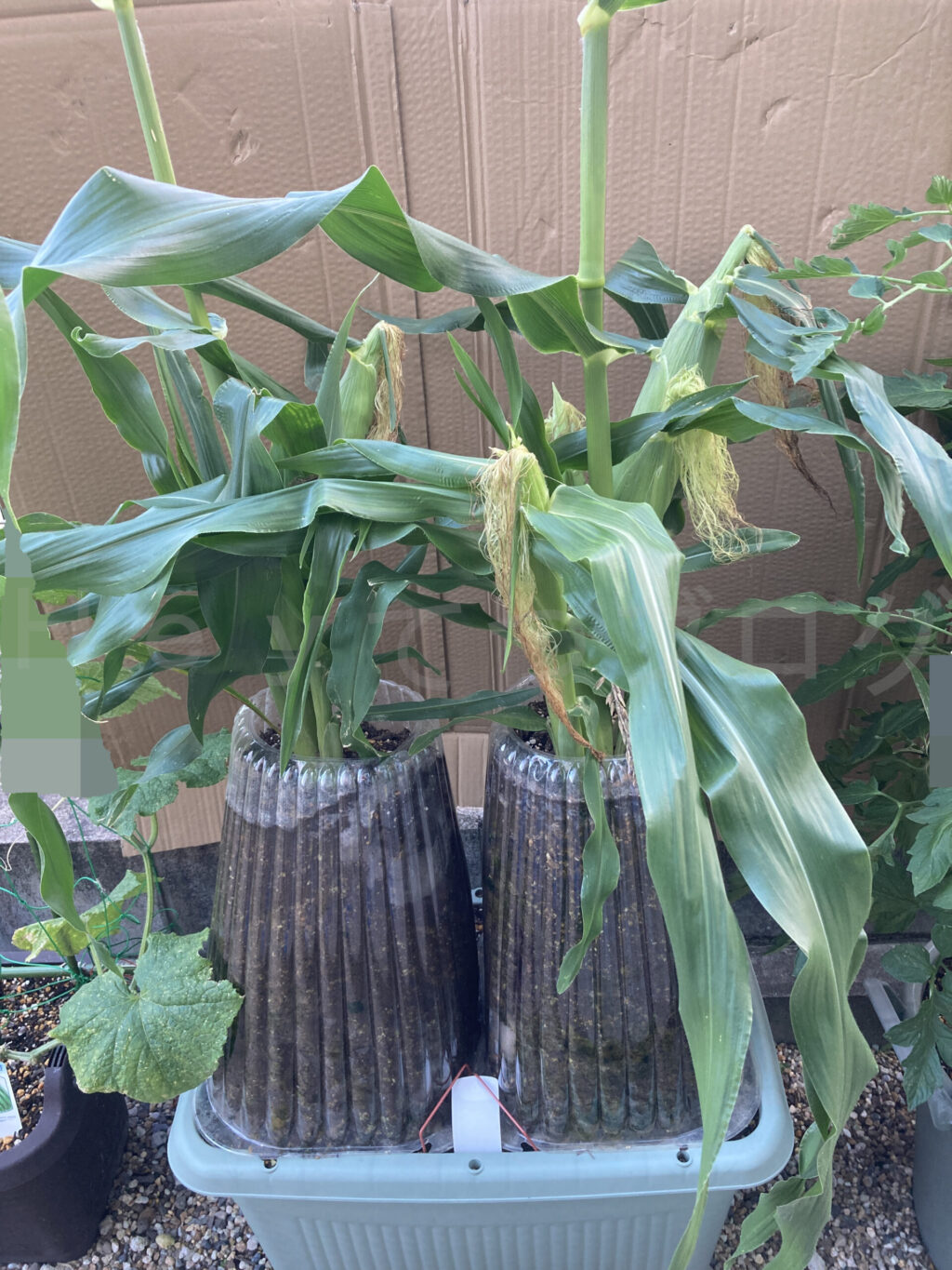 コーン6月第4週週末