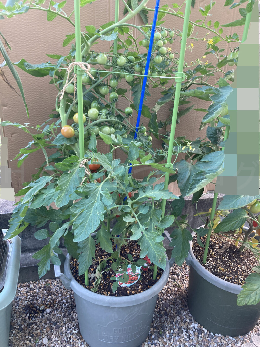 天使のトマト6月第4週週末