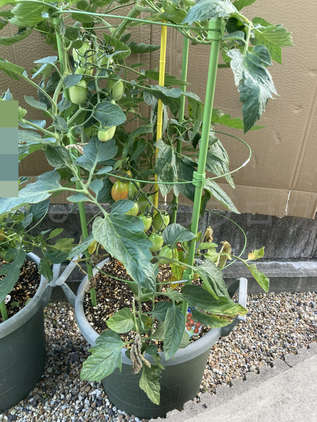 ミニトマトアイコ6月第4週週末