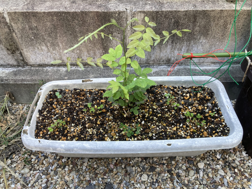 柿?の種6月第4週週末