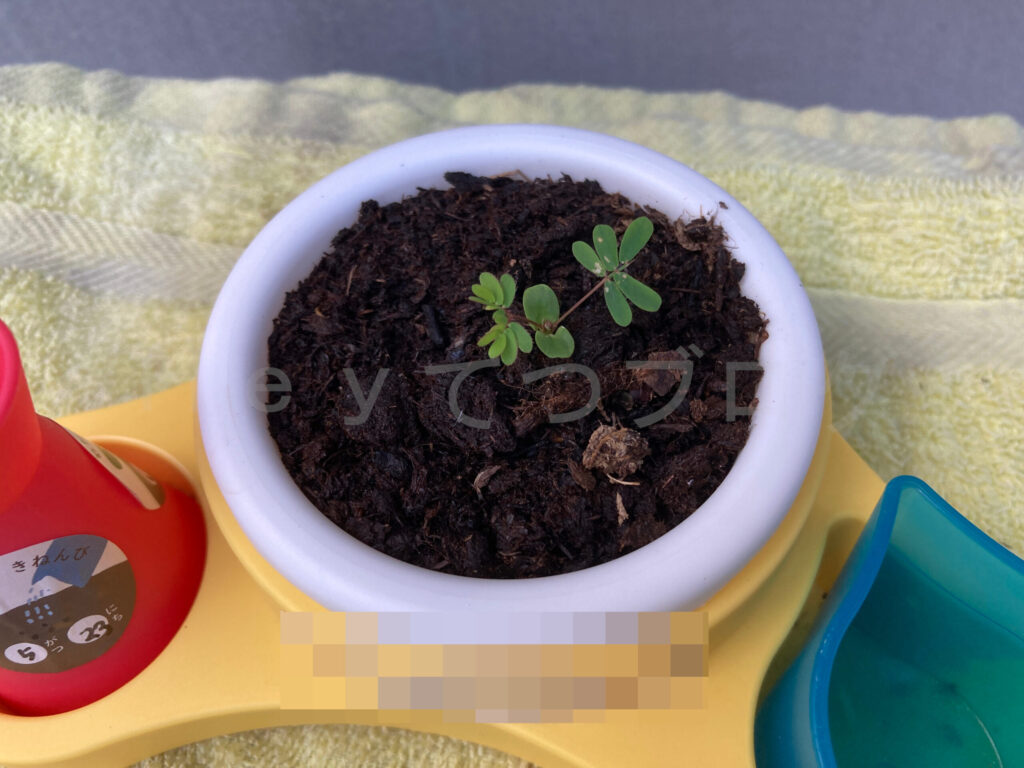 教材ミニプランター6月4週週末