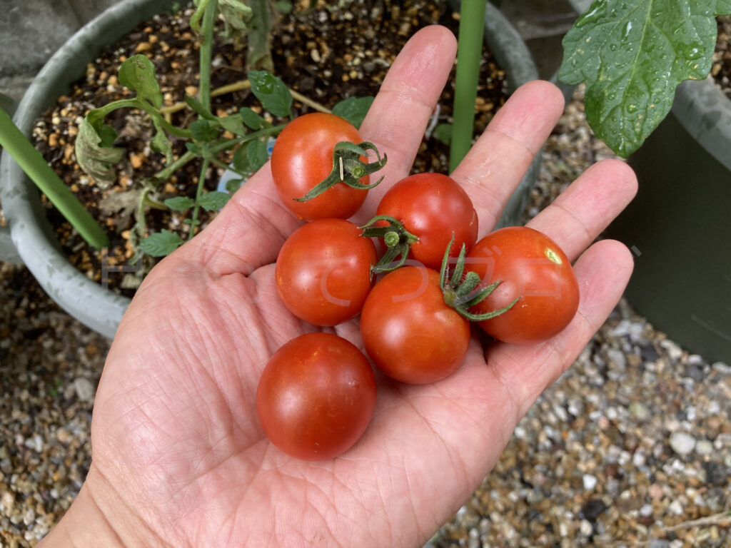 天使のトマト収穫１回目