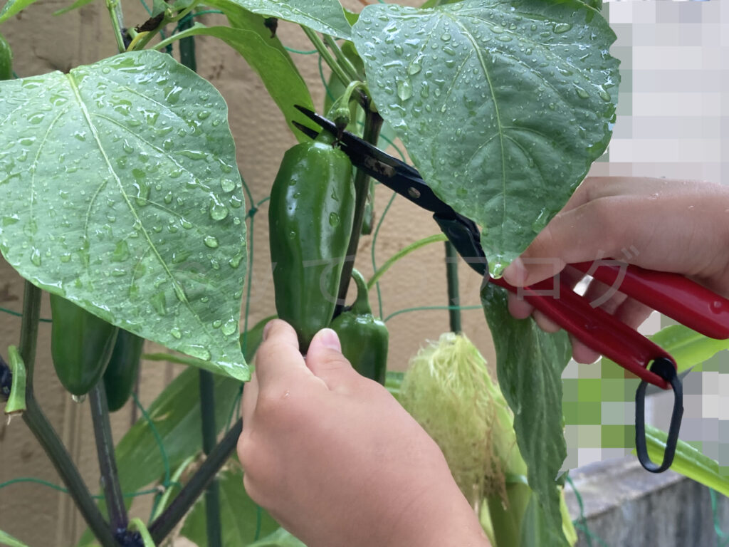 こどもピーマン収穫状況