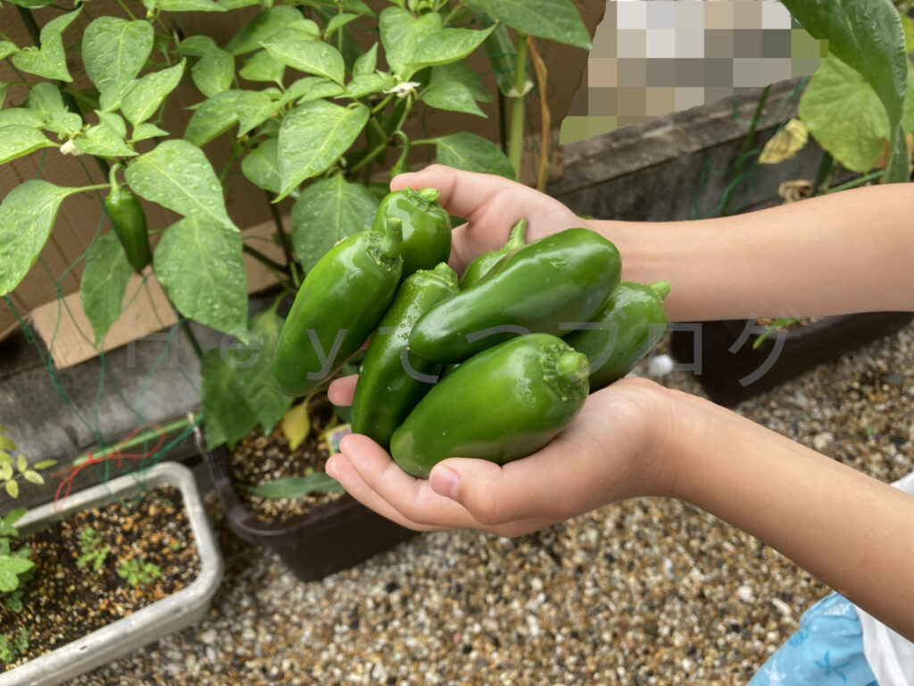 こどもピーマン収穫