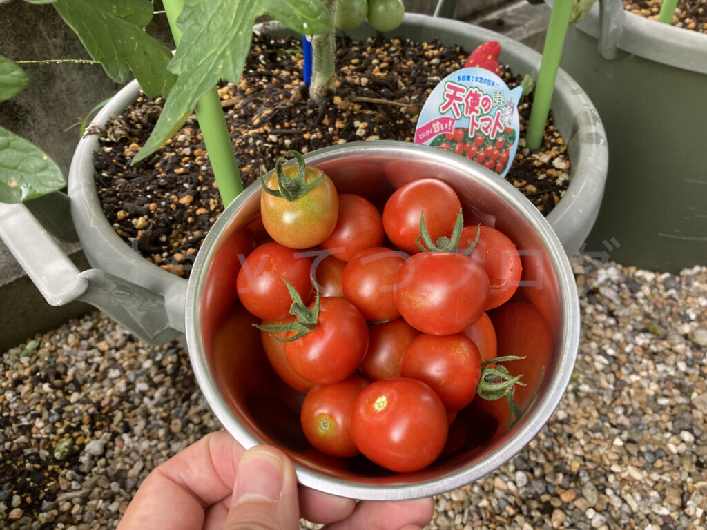 天使のトマト収穫 ２回目