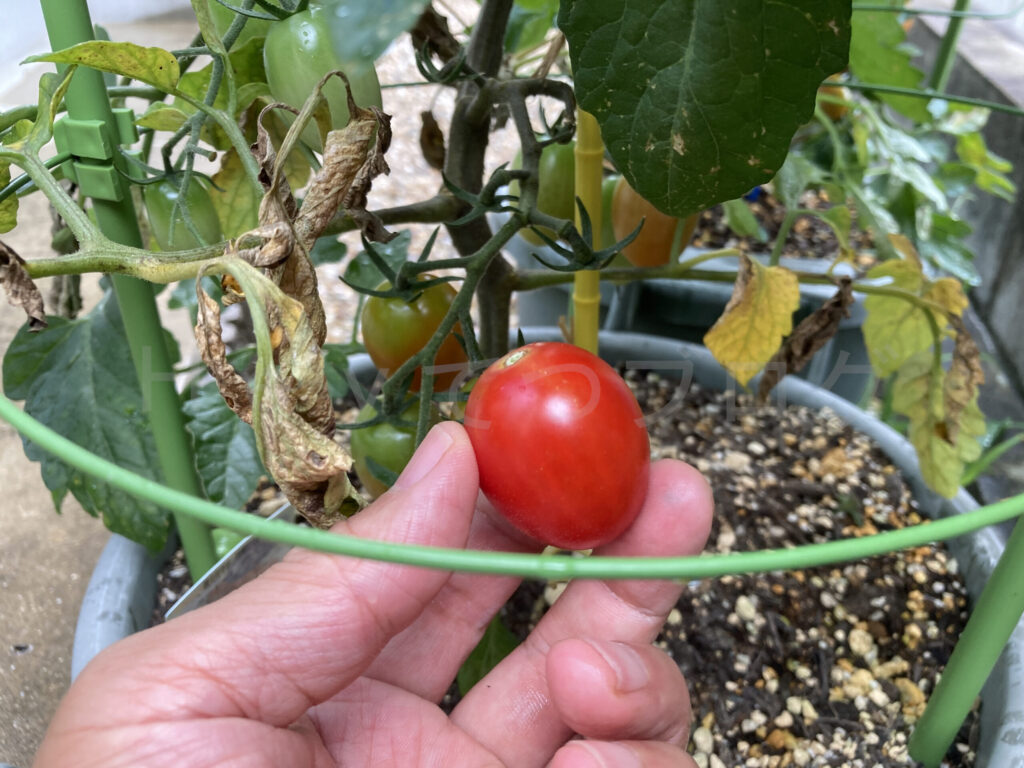 アイコの初収穫