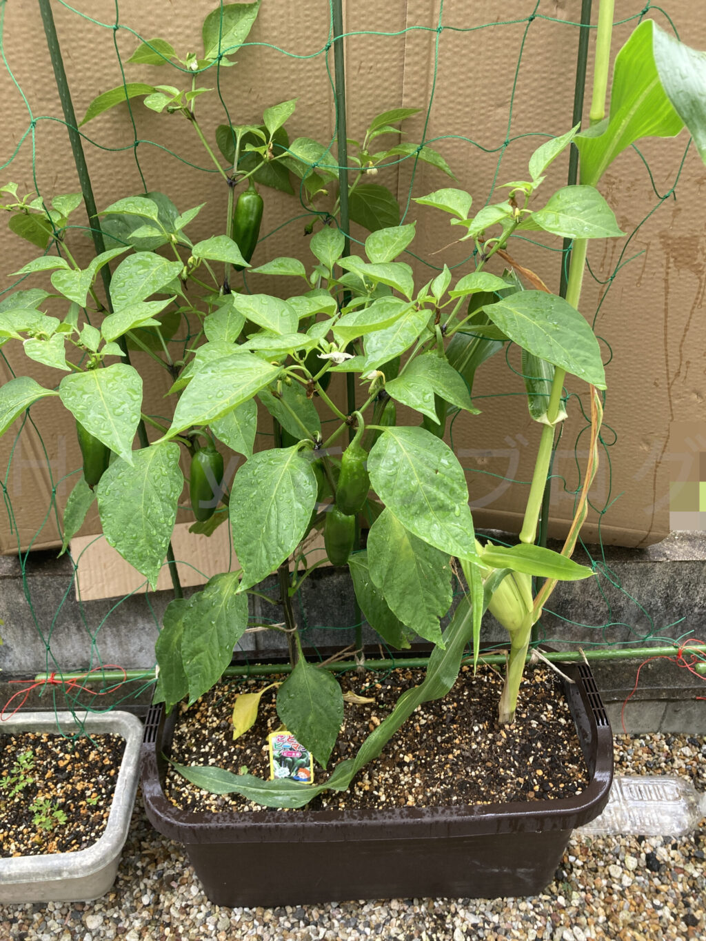 こどもピーマン、コーン７月第１週週始