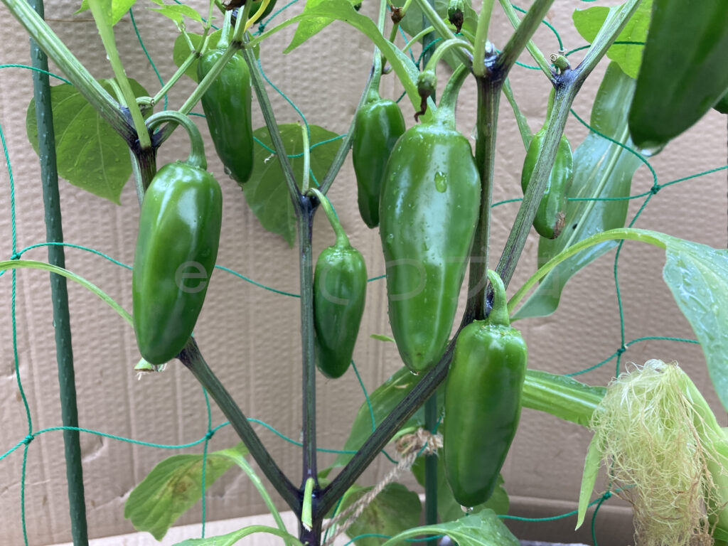 こどもピーマンが沢山できました。