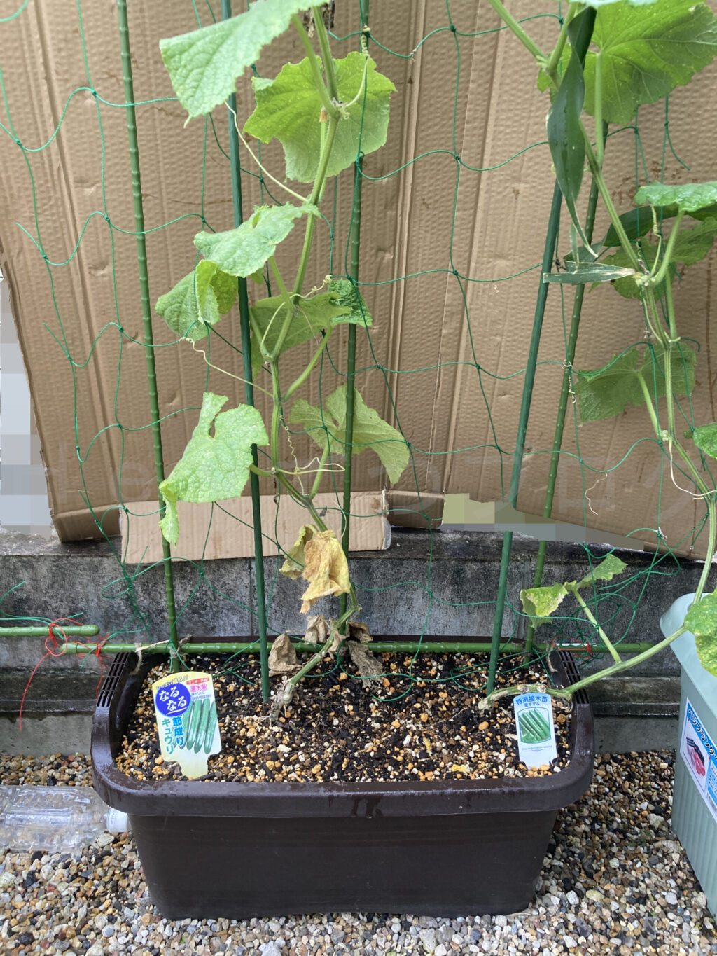 きゅうり７月第１週週始