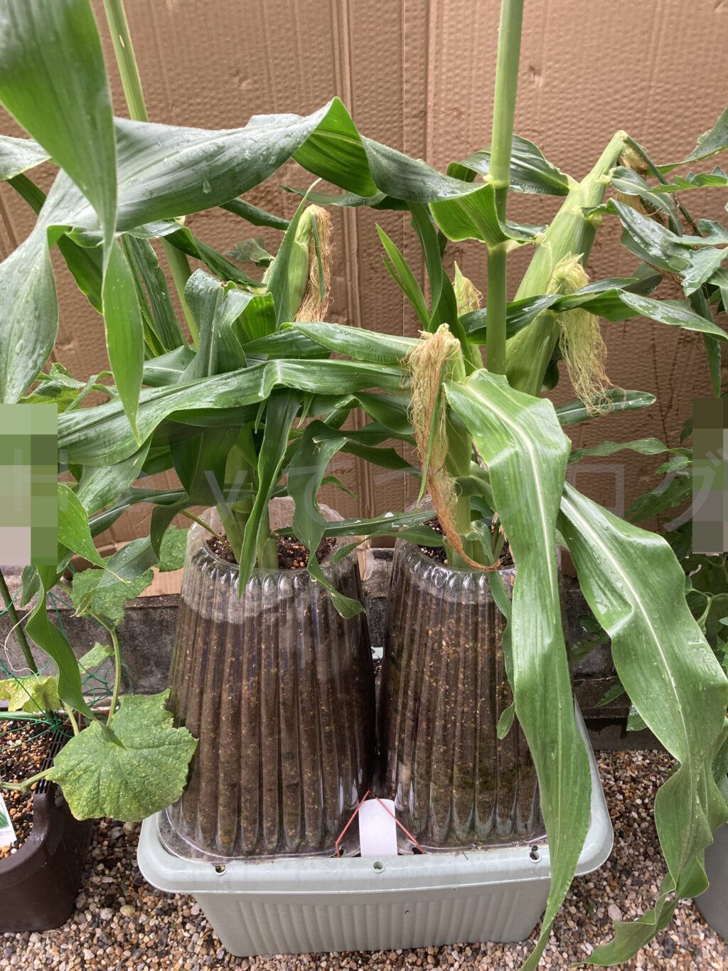 コーン７月第１週週始