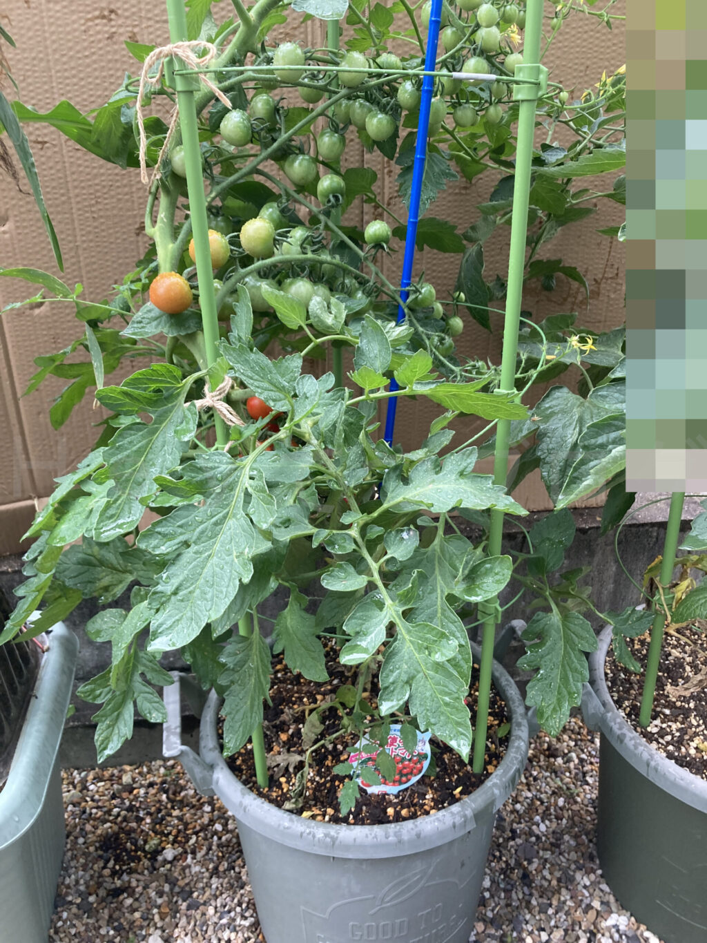 天使のトマト７月第１週週始