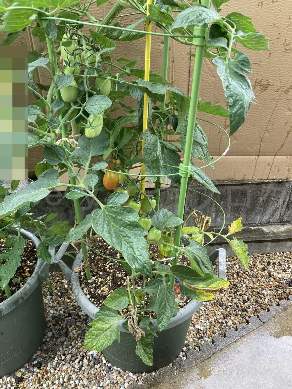 ミニトマトアイコ７月第１週週始