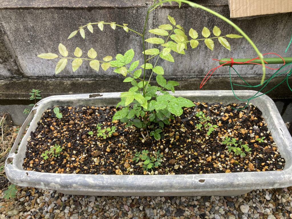 柿？の種７月第１週週末