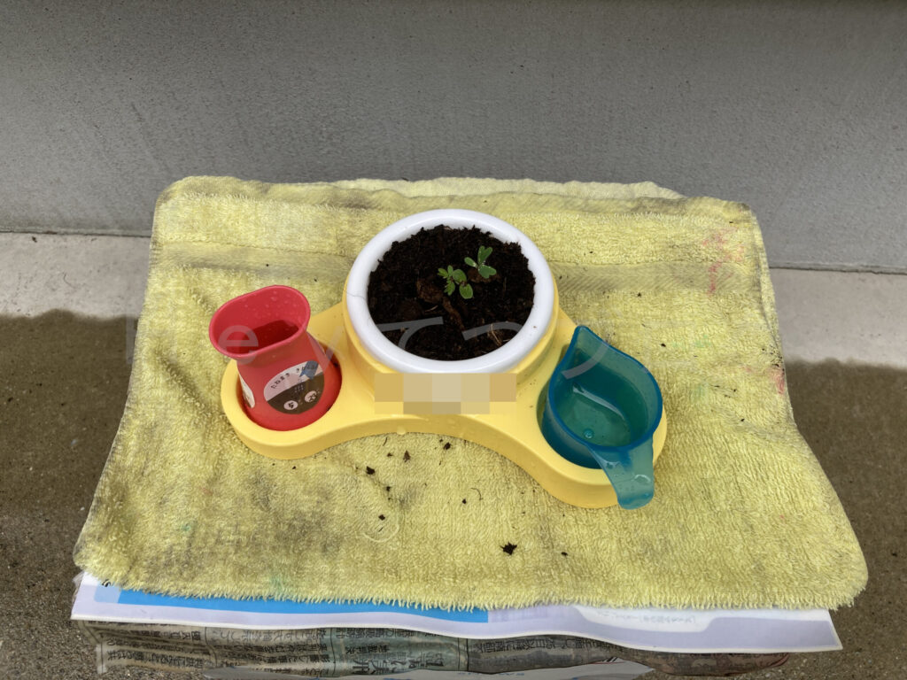 教材ミニプランター７月１週週末