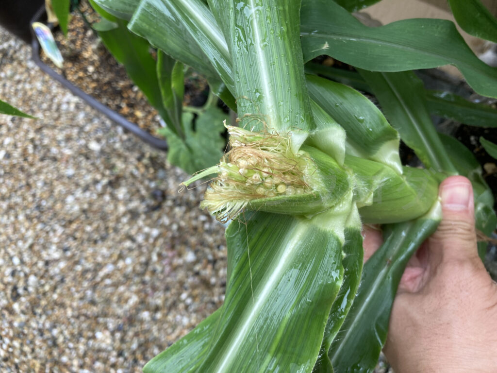 コーンを試しに剥いてみるとやはり栄養が足りてなさそう。