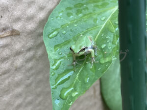 【家庭菜園】お手軽野菜で家庭菜園2024 7月1週結果