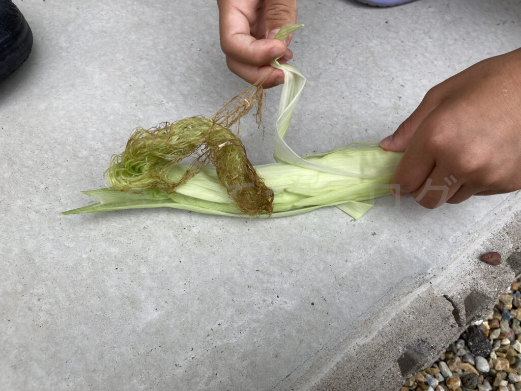 剪定したトウモロコシを剥いてみた