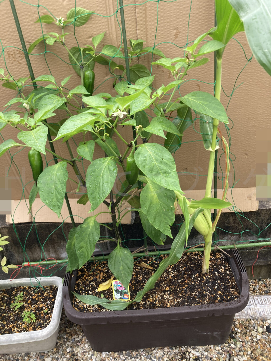 こどもピーマン、コーン７月第１週週末