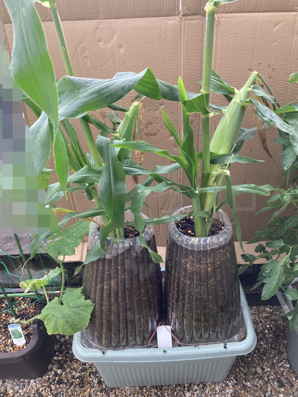 コーン７月第１週週末