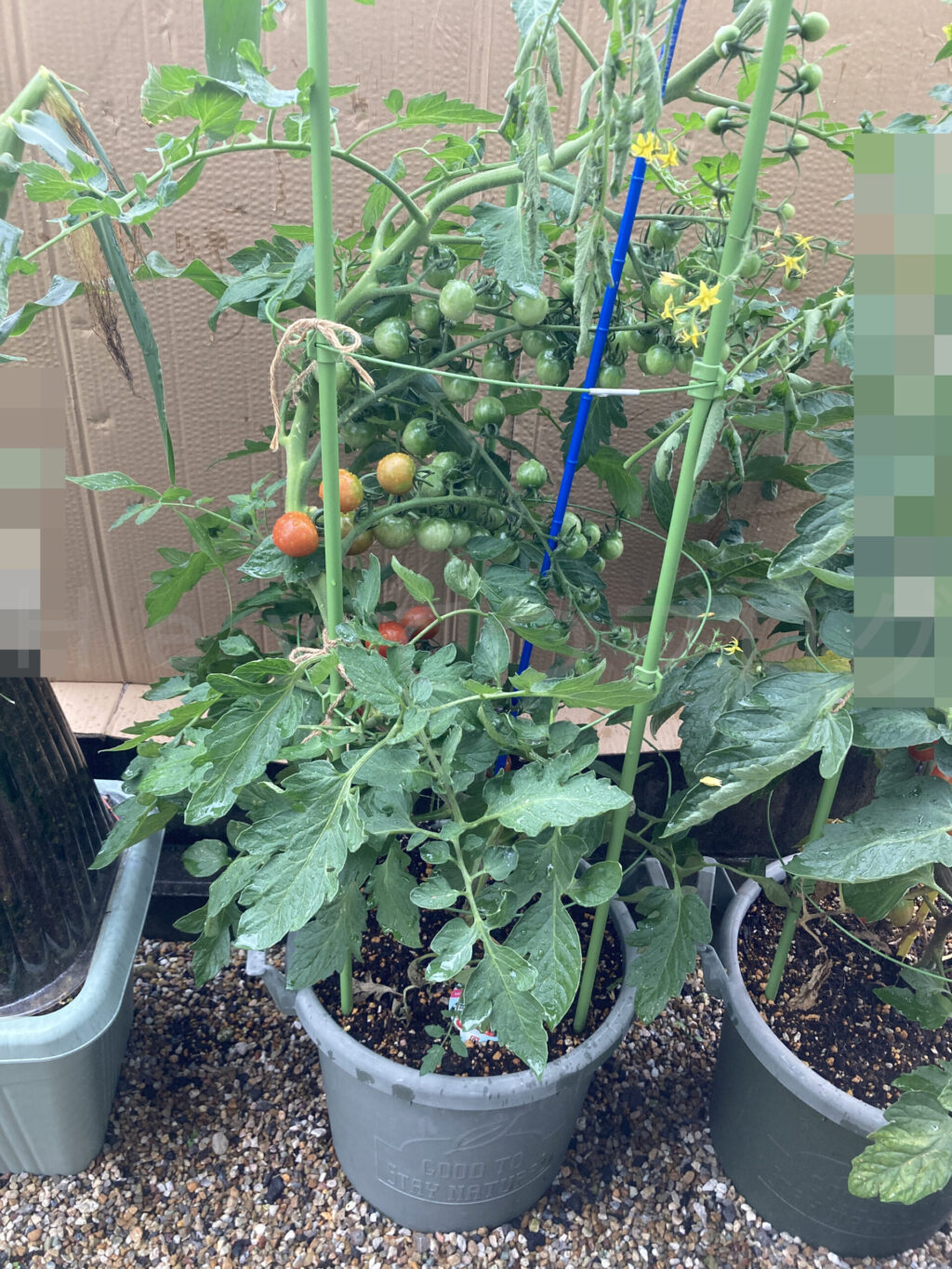 天使のトマト７月第１週週末