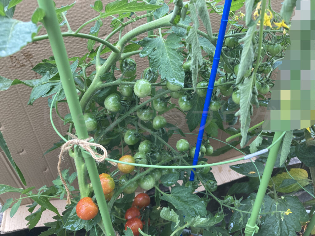 天使のトマト７月第１週 クローズアップ