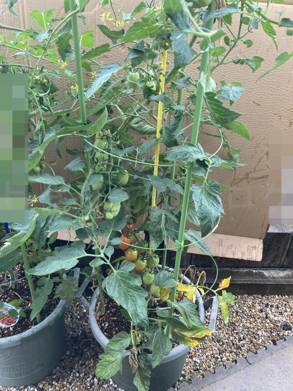 ミニトマトアイコ７月第１週週末