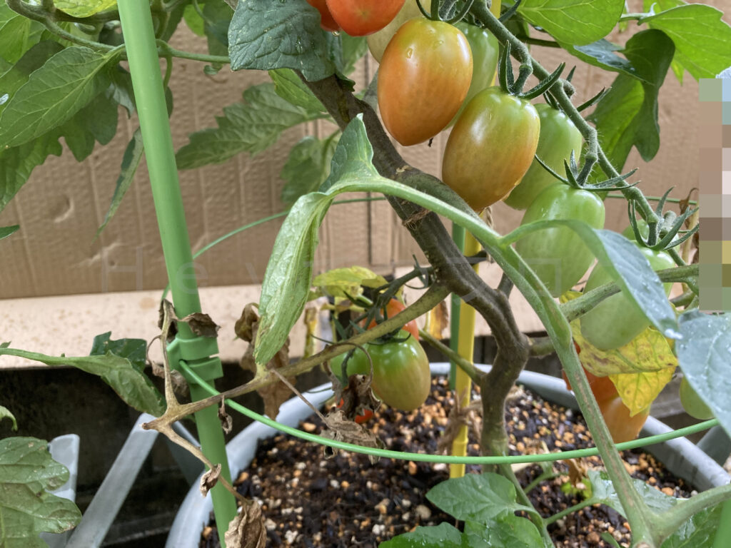 ミニトマトアイコ７月第１週クローズアップ