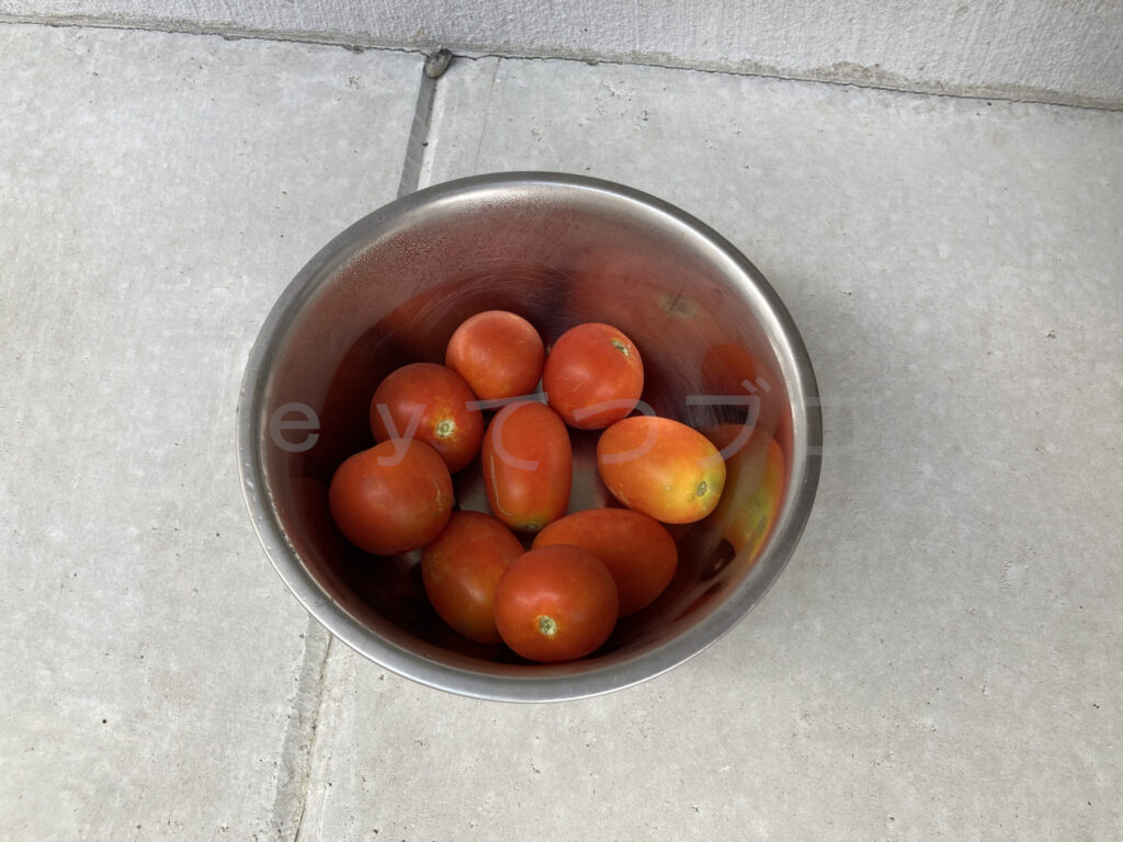 ７月第２週 今週の収穫